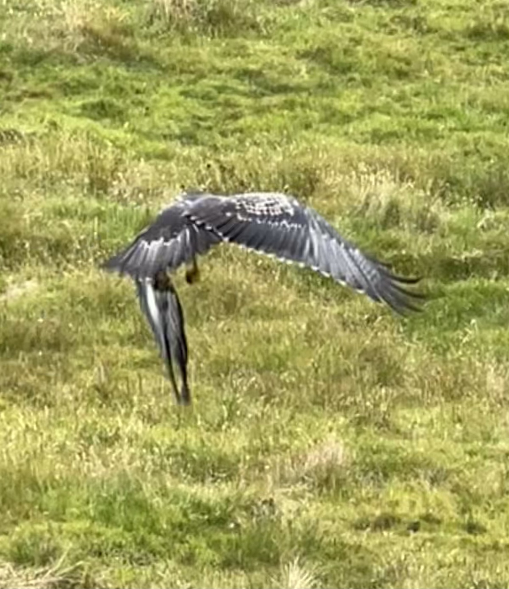 Geranoaetus melanoleucus image