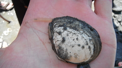 Macoma
