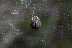 Paropsisterna decolorata