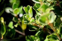Ocirrhoe unimaculata