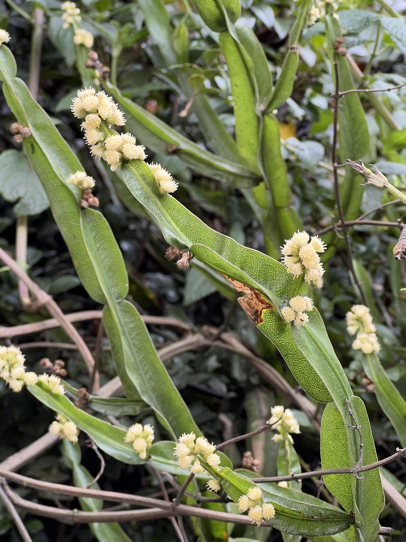 Baccharis genistelloides image