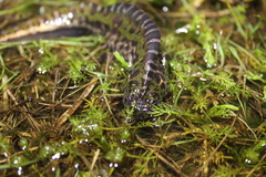 Triturus pygmaeus
