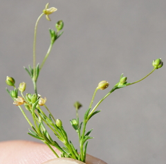 Sagina micropetala