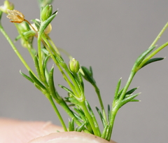 Sagina micropetala