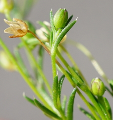 Sagina micropetala