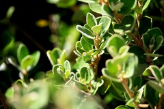 Ocirrhoe unimaculata