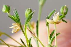 Sagina micropetala