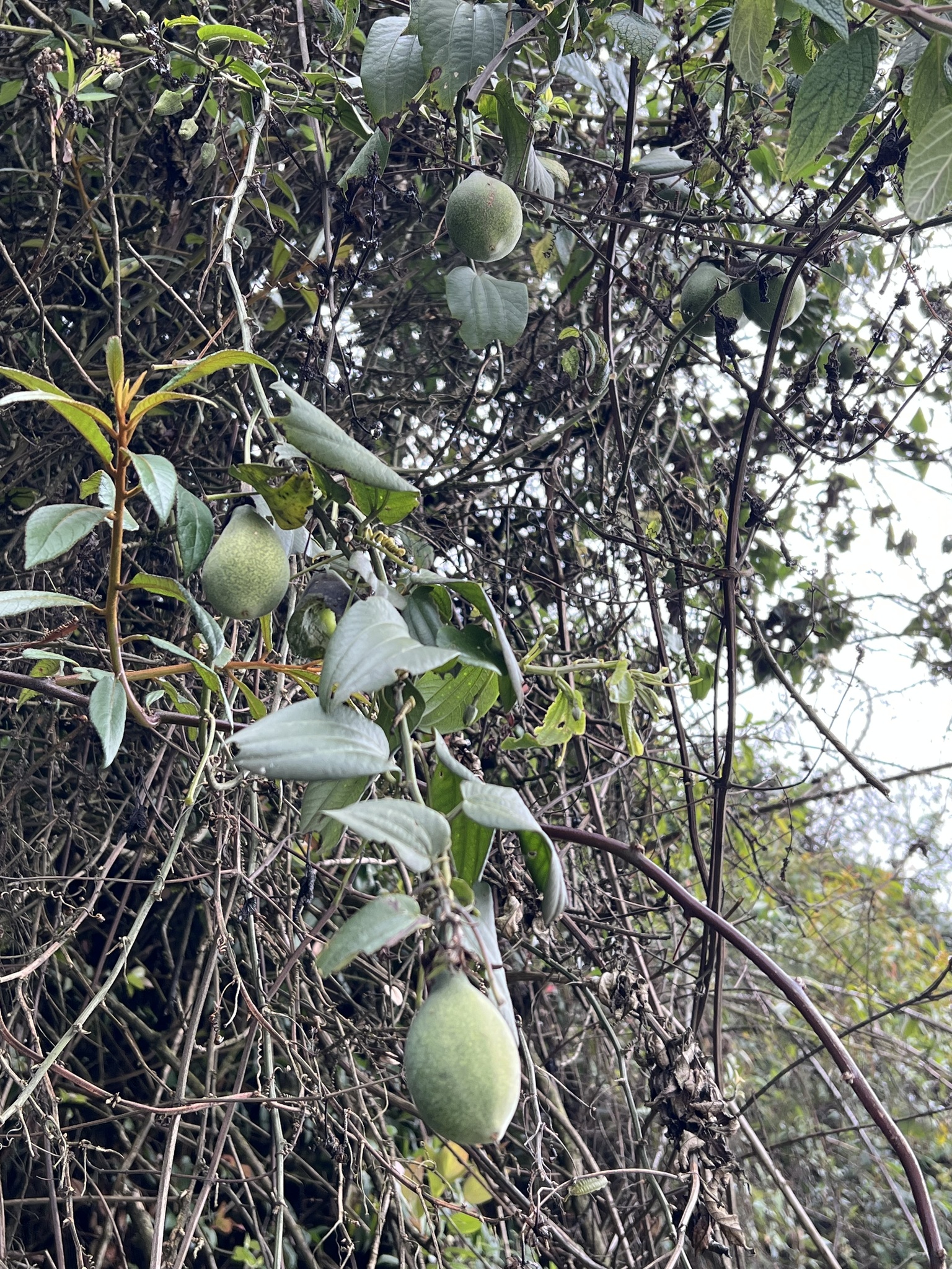 Passiflora viridescens image
