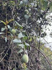 Passiflora viridescens