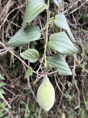 Passiflora viridescens