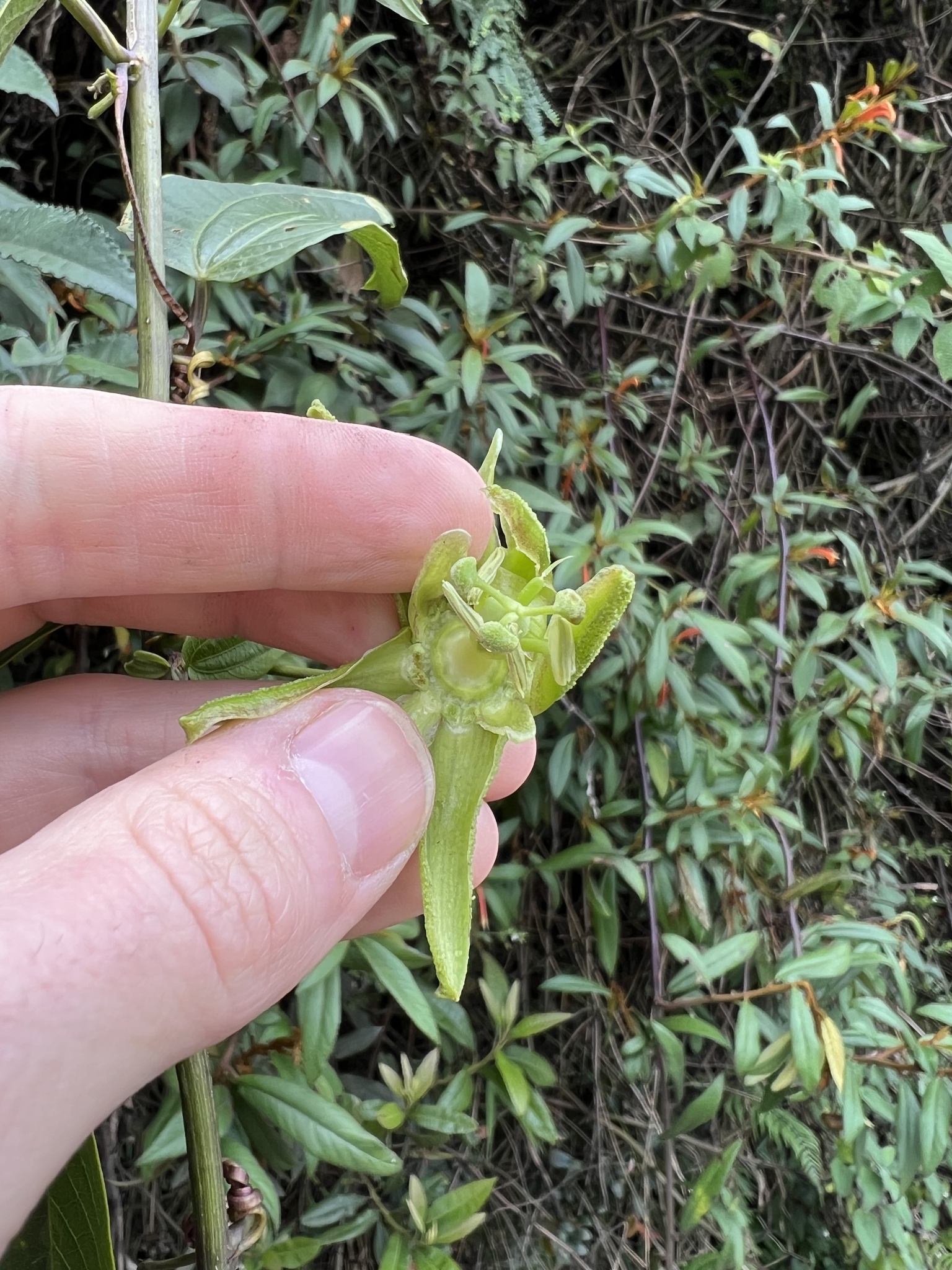 Passiflora viridescens image