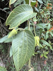 Passiflora viridescens