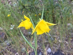 Calochortus amabilis