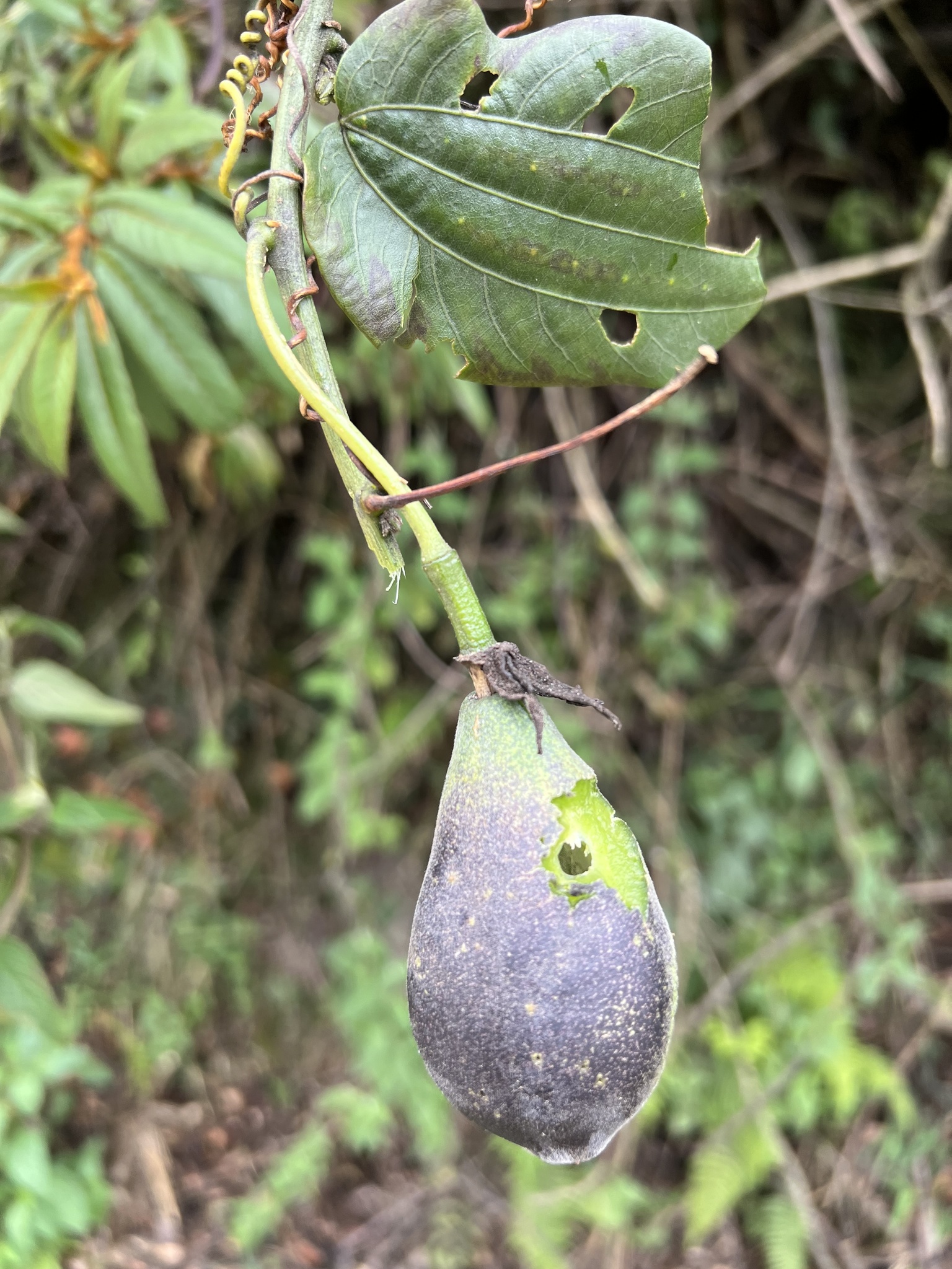 Passiflora viridescens image