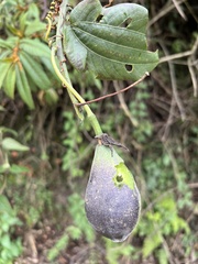 Passiflora viridescens
