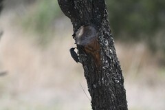 Dryobates mixtus