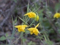 Calochortus amabilis