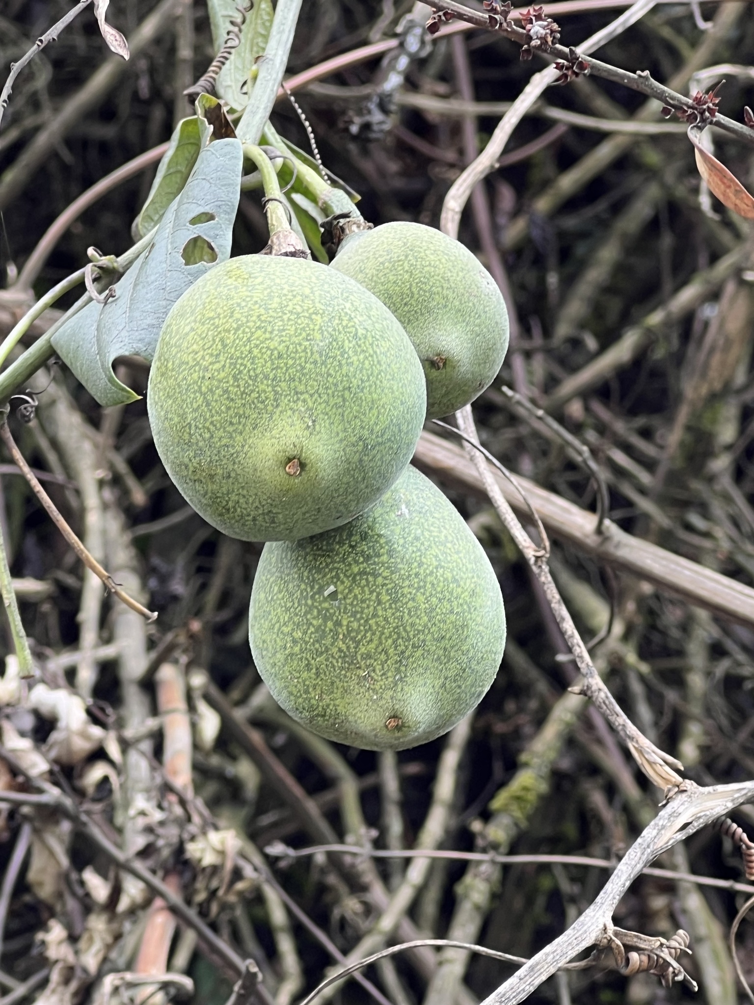 Passiflora viridescens image