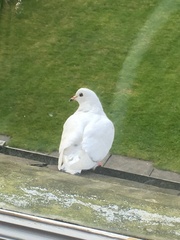 Columba livia domestica