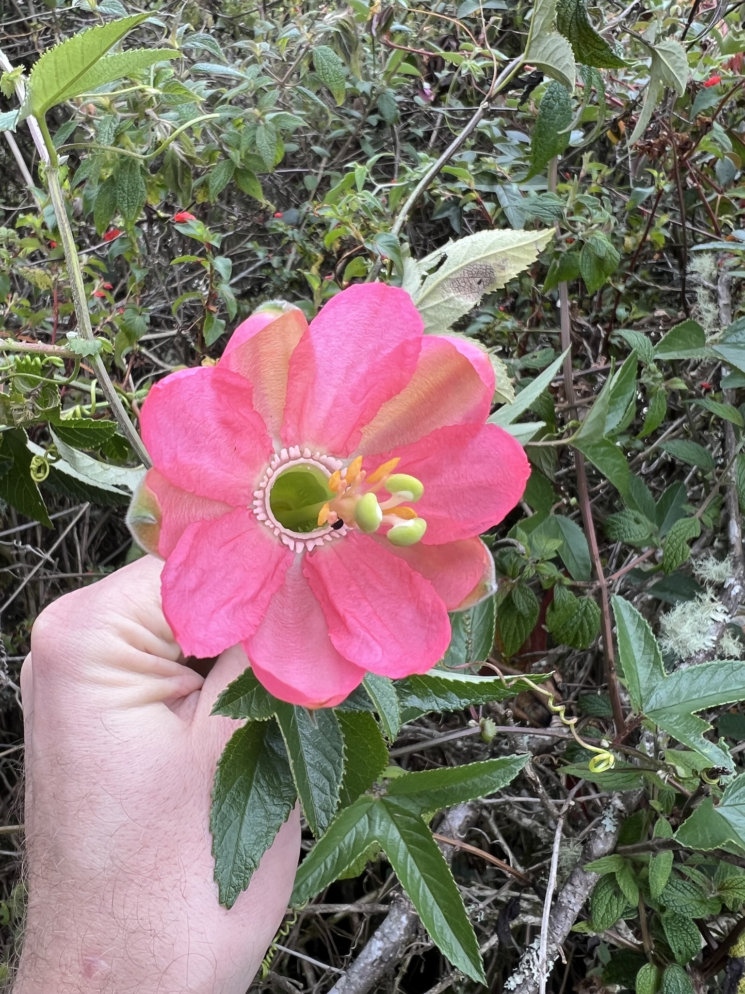 Passiflora mathewsii image