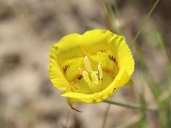 Calochortus luteus