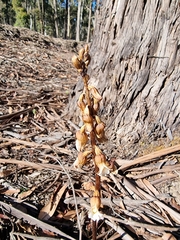 Gastrodia procera