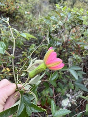 Passiflora mathewsii