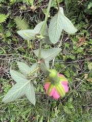 Passiflora mathewsii