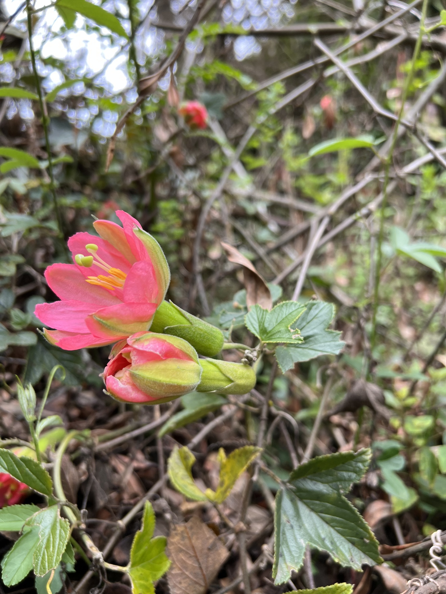 Passiflora mathewsii image