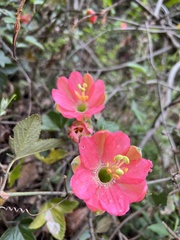 Passiflora mathewsii
