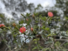 Passiflora mathewsii