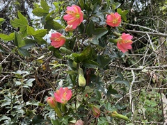Passiflora mathewsii