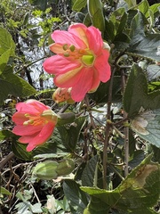 Passiflora mathewsii