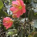 Passiflora mathewsii - Photo (c) Martin Wettges, μερικά δικαιώματα διατηρούνται (CC BY-NC), uploaded by Martin Wettges