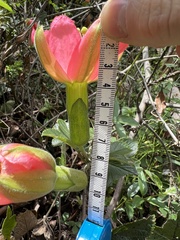 Passiflora mathewsii