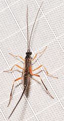 Macrocentrus aegeriae