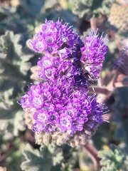 Phacelia pedicellata