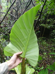 Philodendron melinonii
