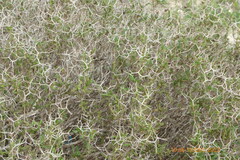 Sarcopoterium spinosum