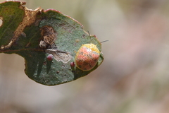 Paropsis obsoleta