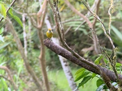 Tangara icterocephala