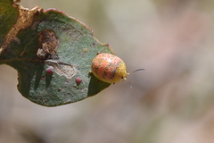 Paropsis obsoleta