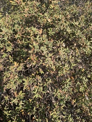 Quercus durata durata