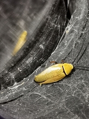 Ellipsidion humerale