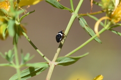 Bathyllus albicinctus