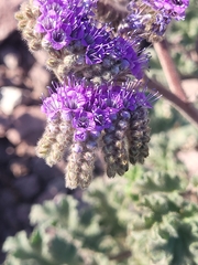 Phacelia pedicellata