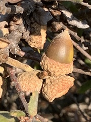 Quercus durata durata