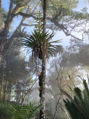 Tillandsia oerstediana