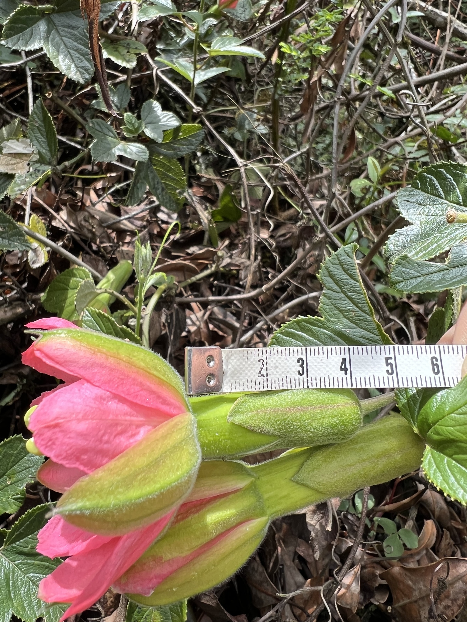 Passiflora mathewsii image