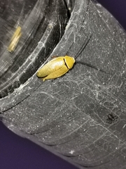 Ellipsidion humerale